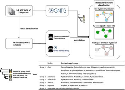 Mass Spectrometry-Based Network Analysis Reveals New Insights Into the Chemodiversity of 28 Species in Aspergillus section Flavi